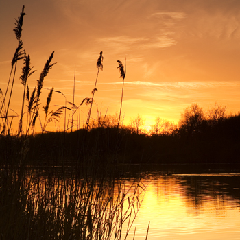 WL_07 Golden Tranquility